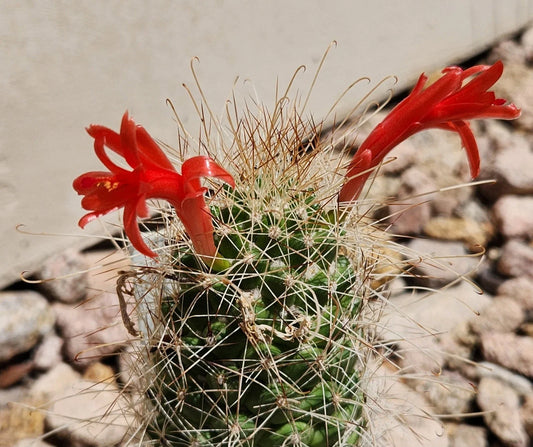 Cochemiea Setispina Cactus Plant Rooted Cutting - Unique Succulent, Ideal for Indoor or Outdoor Decor