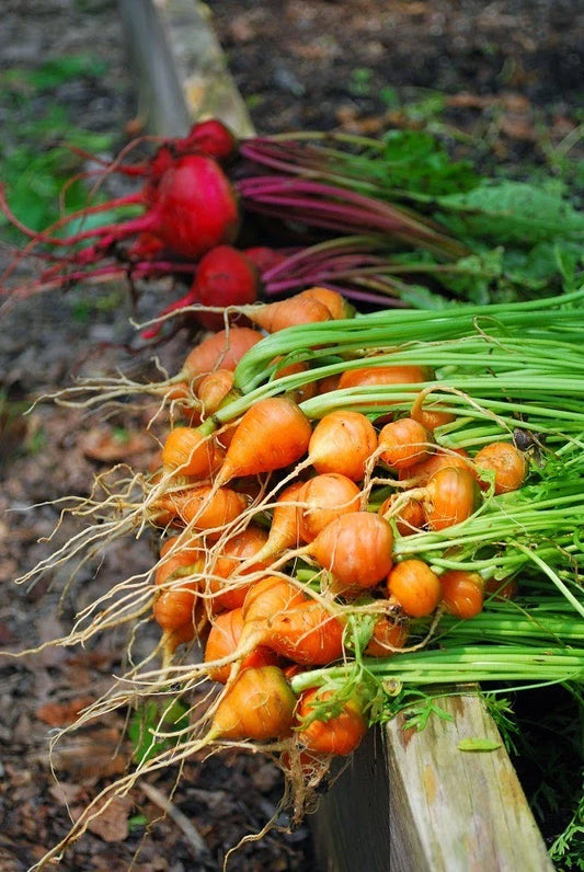 Parisian Carrot Seeds Bulk 400 Count Packet, Tender Round Globes, Sweet & Tasty, Daucus carota