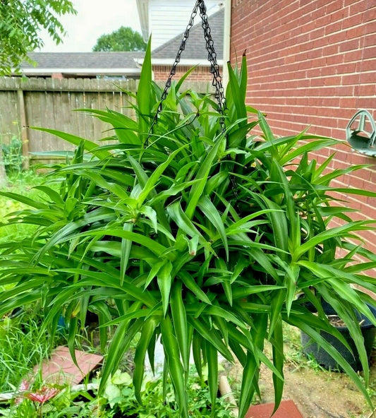Spider Plant - 10 Bare Rooted Air Clear House Plants - All Green (Chlorophytum comosum)