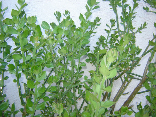 Pereskiopsis Diguetii Grafting Stock Cuttings 5"-6" Top Side Cuttings - Ideal for Succulent Propagation