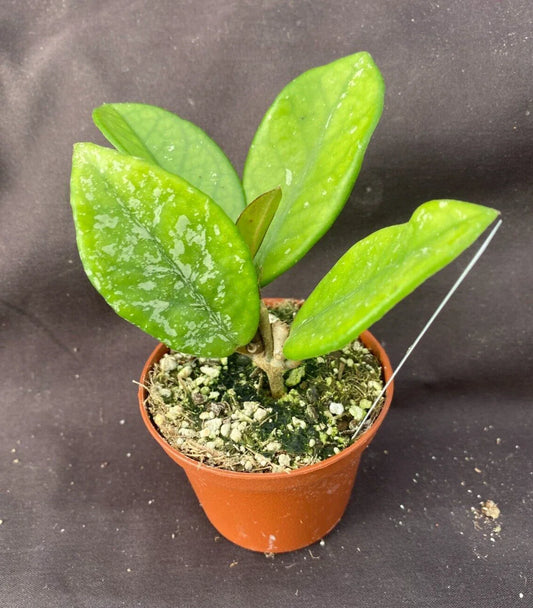 Hoya Plant 2.5" Pot Hoya carnosa 'Wilbur Graves' Rooted Plant for Sale