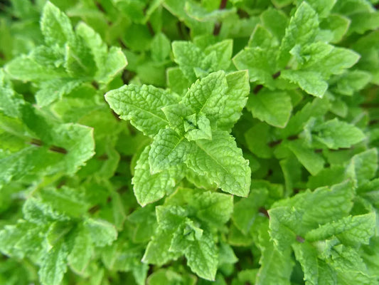 Peppermint Seeds - 1000 Non-GMO Seeds - Mentha piperita - Aromatic Herb for Gardens and Culinary Use