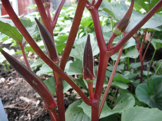 Red Burgundy Okra Seeds, NON-GMO Heirloom Variety, 100+ Seeds, Abelmoschus esculentus