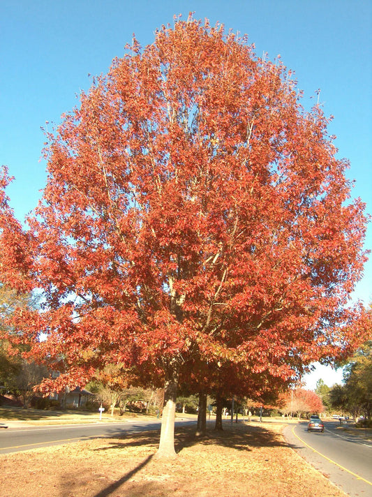 Cherrybark Oak Tree 12-16" Live Plant Bare Root Quercus pagoda