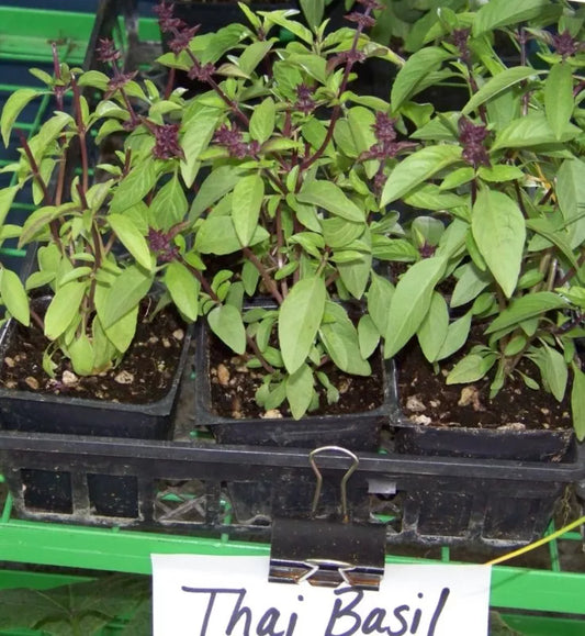 Thai Basil Seeds - 110 Seeds - Spicy Variety - Ocimum basilicum 'Thai' - GroCo USA - Buy Any 15 Ships Free