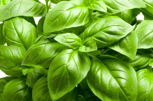 Large Leaf Basil Seeds | Non-GMO Heirloom Herb | Ocimum basilicum | Vegetable Garden Seeds