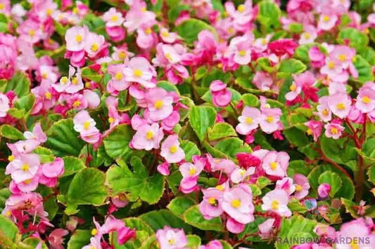 Wax Begonia 25 Seeds - Ideal for Garden Planting - Begonia x semperflorens