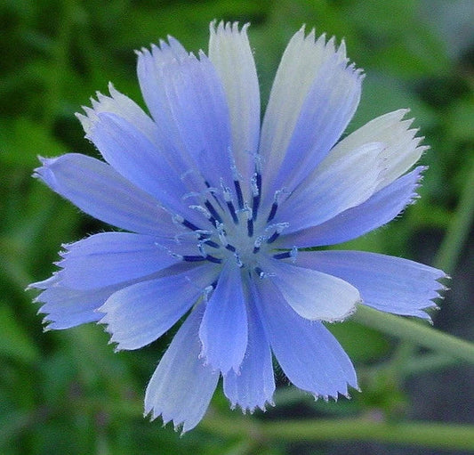 Chicory Seeds 1000 Count - Blue Beauty Variety - Coffee Substitute - Cichorium intybus
