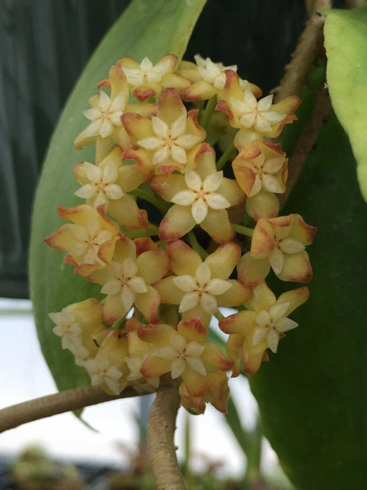 Hoya Crassicaulis Plant in 3" Pot, Rare Hoya Variety, Rooted Houseplant, Ideal for Indoor Gardening