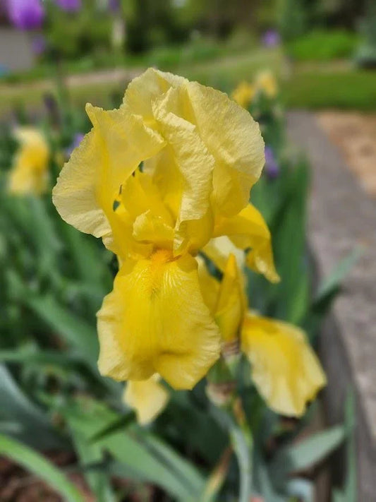 Tall Bearded Iris Live Plants - 2 Beautiful Ruffled Yellow Varieties - Iris germanica