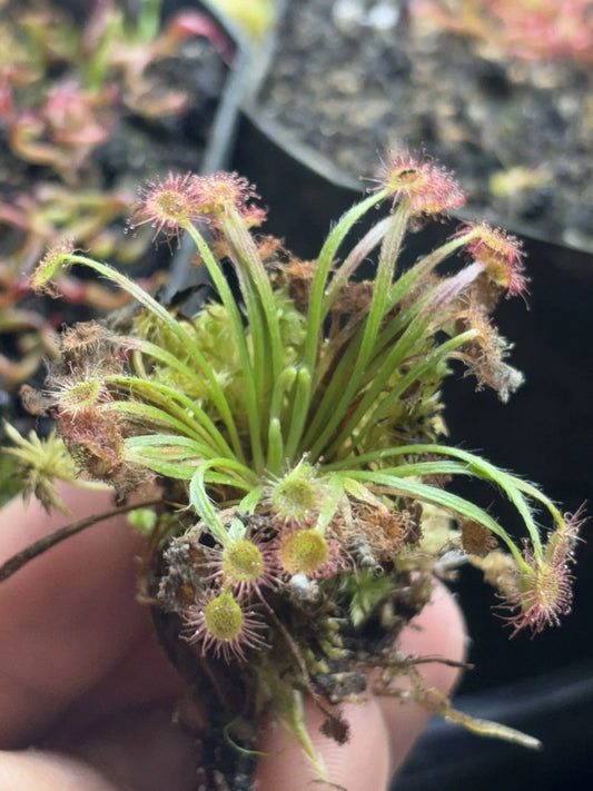 Woolly Sundew Plant - Drosera Petiolaris - Uncommon Carnivorous Plant for Terrariums