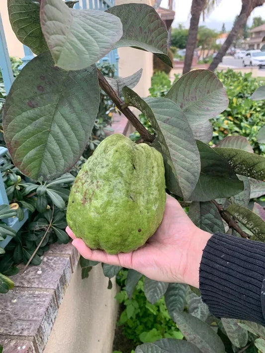 Giant Vietnamese Guava Seeds - 50+ Pack for Planting - Bangkok Variety - Psidium guajava - USA