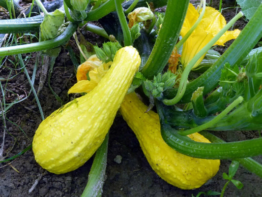 Yellow Crookneck Squash Seeds, 1/4 LB, Heirloom, NON-GMO, Cucurbita pepo