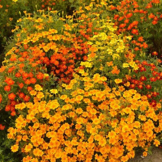 Signet Marigold Seeds STARFIRE MIX 200 Non-GMO for Cutting Garden | Tagetes patula