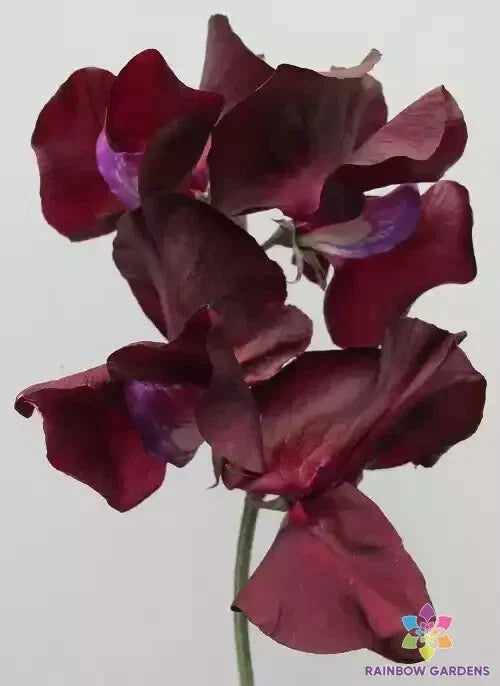 Midnight Sweet Pea Seeds - 50+ Count - Garden Planting - Lathyrus odoratus - USA, Free Shipping