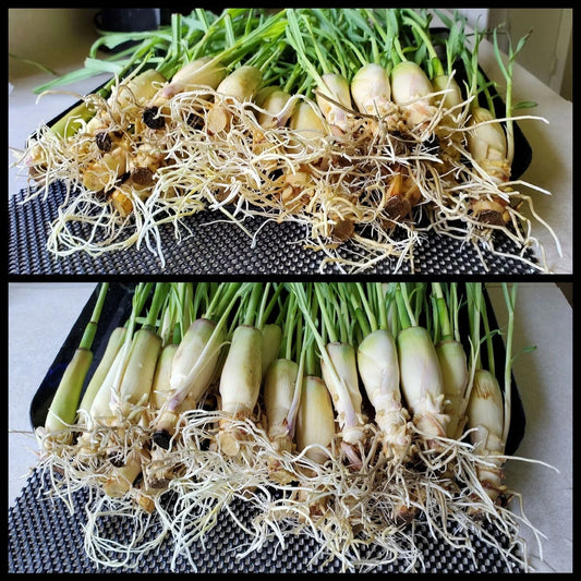 Lemongrass Stalks 5-8 inches, Ready to Plant, Easy to Grow, Cymbopogon citratus - 10 Stalks