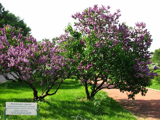 Lilac Tree Seeds - 150 Count - Common Purple Variety - Syringa vulgaris