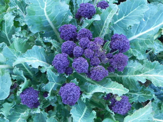 Purple Sprouting Broccoli Seeds - 100 Seeds - Purple Heads - Culinary Favorite - Brassica oleracea