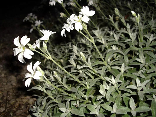 Snow in Summer Seeds - 100 Count - Silver Carpet White - Cerastium tomentosum - Free Shipping on Any 15