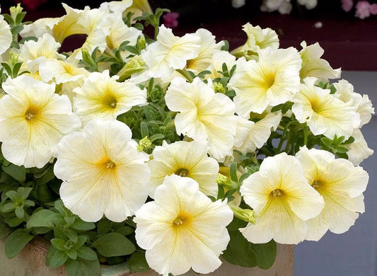 Petunia Seeds, Pelleted, Prism Sunshine, Attracts Butterflies, Petunia × atkinsiana