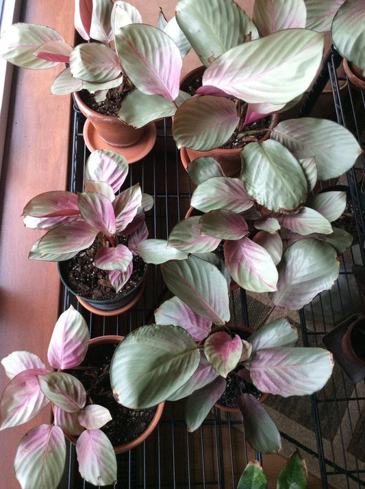 Calathea Seeds - 25+ Pink Aurora Variety - Garden Planting - Free Shipping - USA