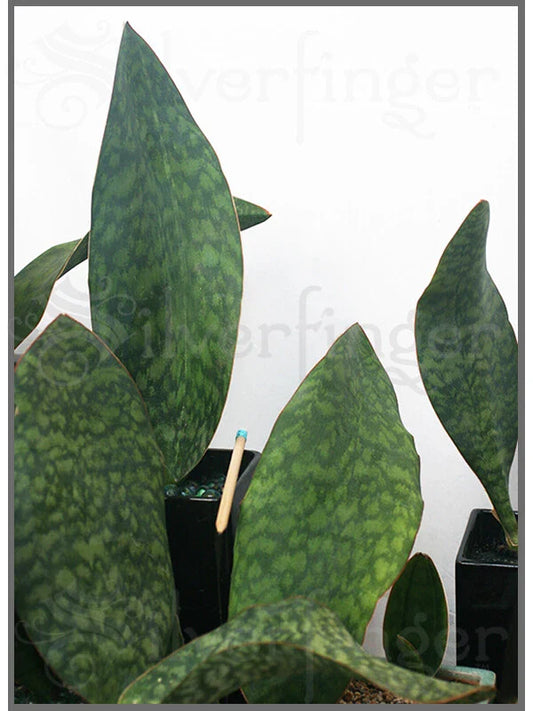 Sansevieria Masoniana Plant | Masons Congo Paddle | Leaf and Roots | Robust Healthy Indoor Plant