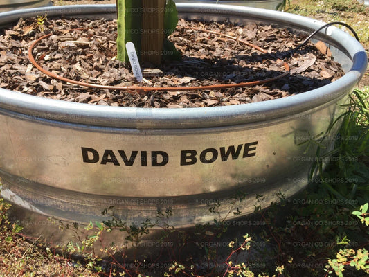 Dragon Fruit Cutting - David Bowe Variety - Hylocereus undatus
