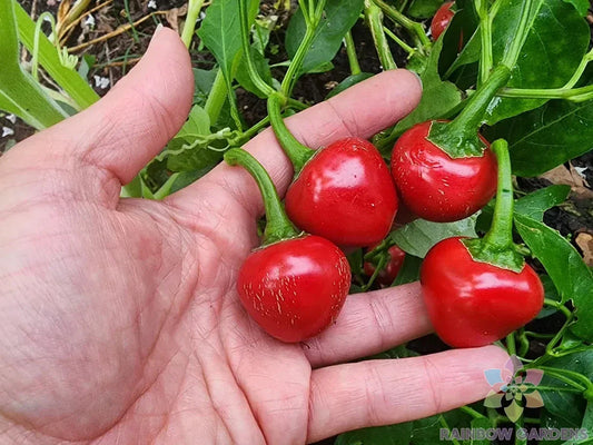 Red Cherry Sweet Pepper Seeds - 25+ Pack - Ideal for Garden Planting - Capsicum annuum - USA - Free Shipping