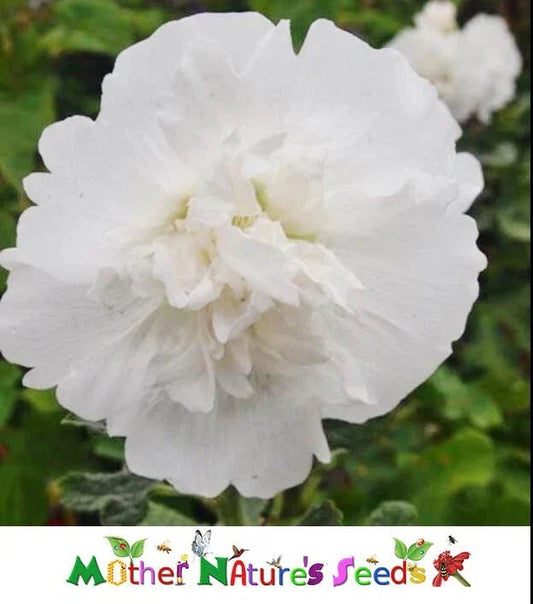 Hollyhock Seeds - MAJORETTE DOUBLE WHITE - Dwarf Biennial - Non-GMO - 50 Seeds - Garden Flowers - Alcea rosea