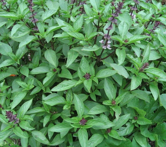 Thai Basil Seeds 300+ Pack, Non-GMO Culinary Herb for Cooking, Ocimum basilicum var. thyrsiflora