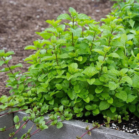 Orange Mint Plant Plug – Live Mentha × piperita citrata Starter for Tea, Aromatic Herb, Fresh Culinary Flavor