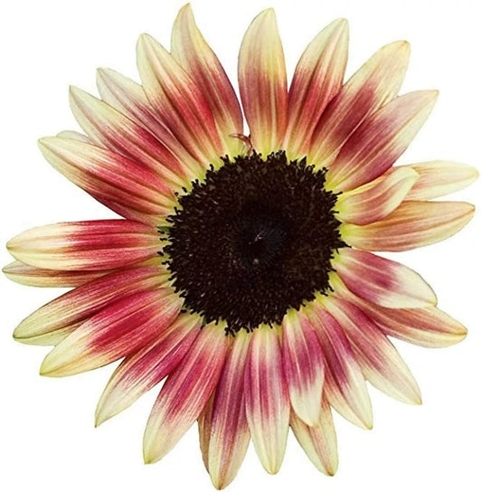 Strawberry Blonde Sunflower Seeds, 20 Count, Pink and Yellow, Helianthus annuus