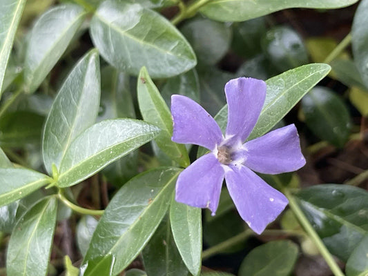 Vinca Minor Periwinkle Creeping Myrtle Live Plants - 100+ Evergreen Ground Cover for Gardens and Landscaping