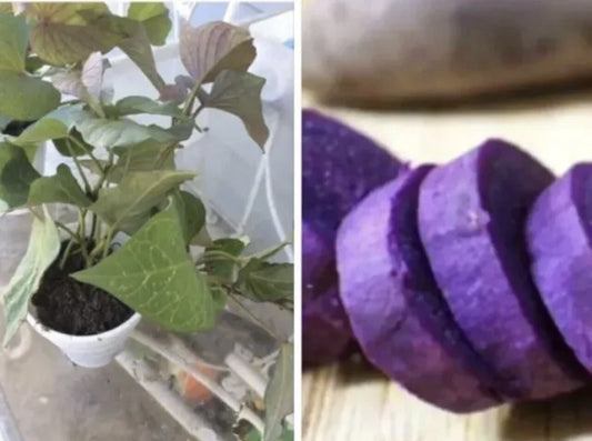 Rooted Purple Sweet Potato Plants, 5 Pack, Live Plants Ready to Plant, Ipomoea batatas