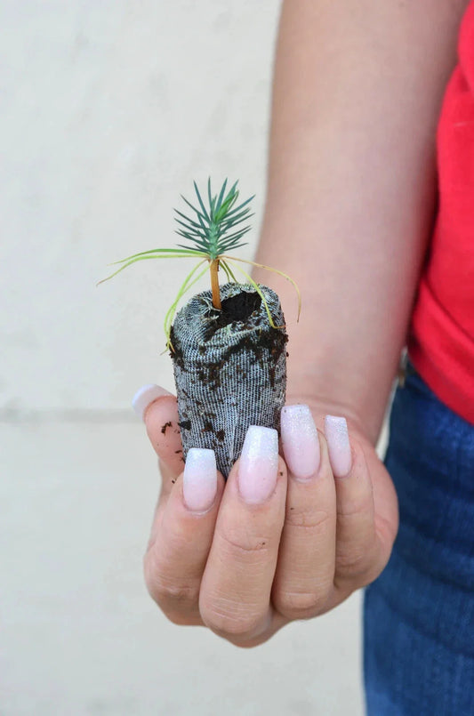 Pinyon Pine Starter Plugs - Pinus edulis - Drought-Tolerant Tree for Landscaping