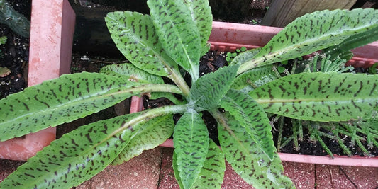 Donkey Ears Succulent Plant - Kalanchoe gastoniae Bonnieri - Indoor Houseplant, Drought Tolerant, Unique Foliage