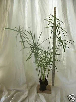 Dwarf Umbrella Palm Plant - Organic Water Garden Plant for Fish Koi Pond - Cyperus alternifolius
