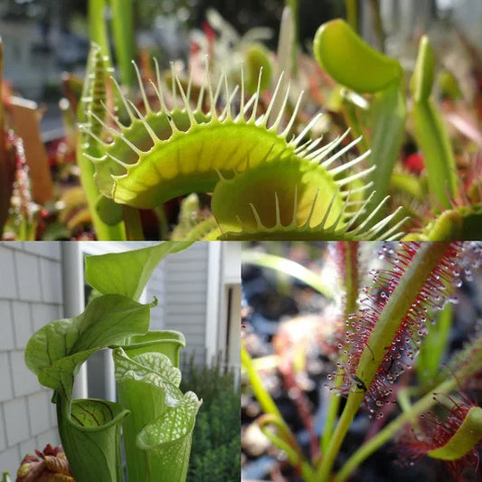 LIVE Carnivorous Plants Starter Pack - Sundew, Sarracenia, Flytrap - Drosera, Sarracenia, Dionaea Muscipula