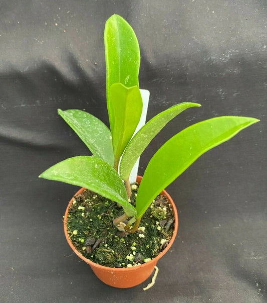 Hoya AH 074 Green Plant in 2.5" Pot, Rare Hoya, Rooted Houseplant, Hoya species