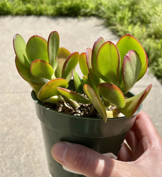 Live Succulent Plant 3.5" Jade Crosby Cutting - Indoor Houseplant - Crassula Ovata Variety