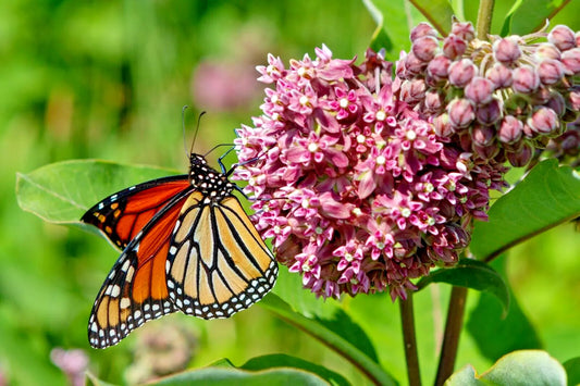 Pink Milkweed Seeds 100 Count, Asclepias Syriaca, Butterfly-Friendly Garden Plant, Perennial Wildflower