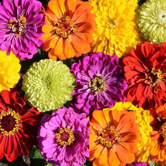 Zinnia Seeds Bulk Pack - Tall Mix Heirloom, Non-GMO, 500 Seeds, Zinnia elegans