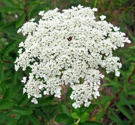 Bishops Flower Seeds | 500+ Non-GMO False Queen Anne's Lace Seeds | Delicate White Flowers | Daucus carota