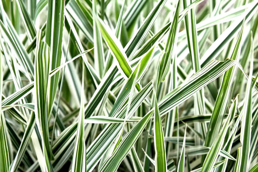 Ribbon Grass Plants - 10 Strawberry & Cream Root Divisions - Hardy Ground Cover for Sun or Shade (Phalaris arundinacea)