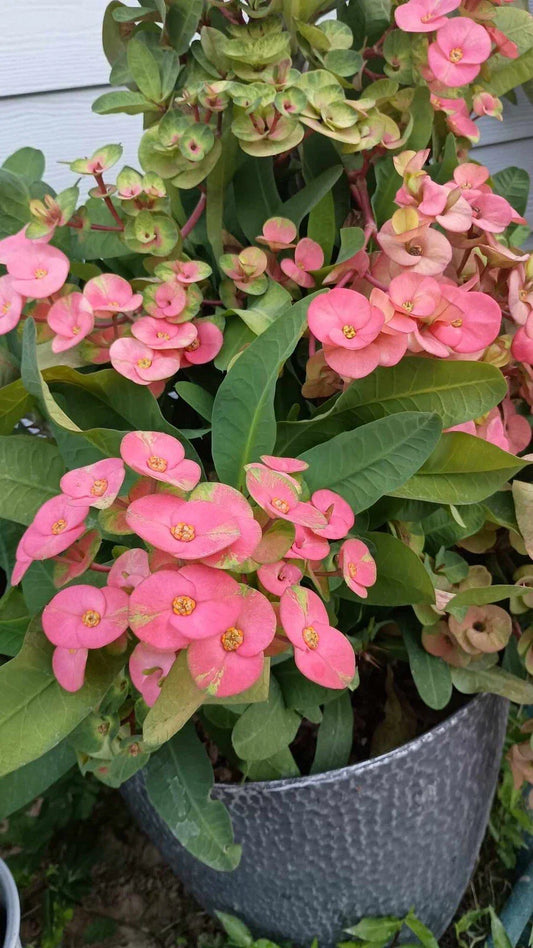 Jumbo Flower Pink Escape Crown of Thorns Cutting - No Roots (Euphorbia milii) - 1 Count