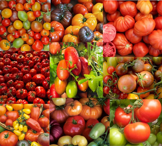 Heirloom Tomato Seeds Mix - DECADE OF HEIRLOOMS - Indeterminate Non-GMO - 100 Seeds