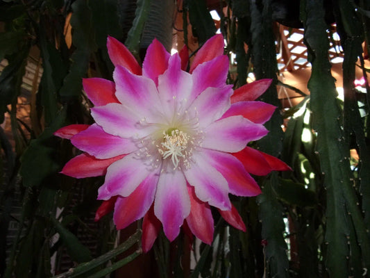 Epiphyllum Orchid Cactus Cutting - "Tomatsu Kida" - Rare Succulent Plant - Perfect for Propagation and Indoor Gardening