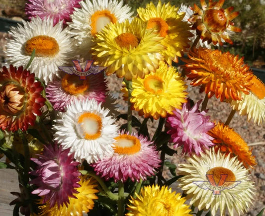 Dwarf Strawflower Mix Seeds, Helichrysum, Everlasting Paper Daisy, Flower Seeds, Free Shipping
