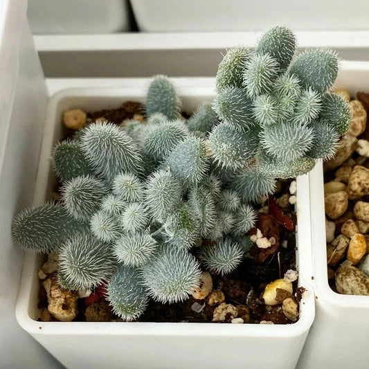 Succulent Seeds 100PCs Pack Sedum mocinianum Fuzzy Leaves