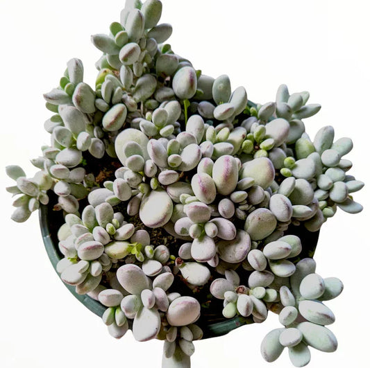 Cotyledon Orbiculata 'Ping Pong' Succulent Plant 2 Inch | Decorative Houseplant for Home Garden Decor